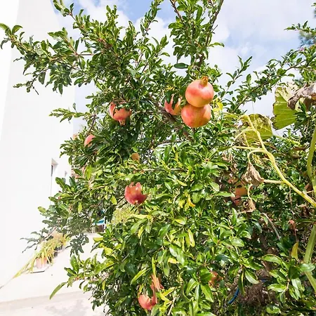 Koula 2-koula بوتوس