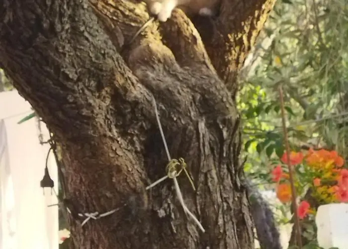 Koula 2-koula 波托什