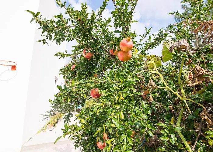 Koula 2-koula 波托什